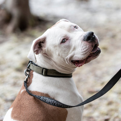 Grimfrost's 1.6" Tactical Dog Collar