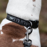 Grimfrosts Hundehalsband, Runic